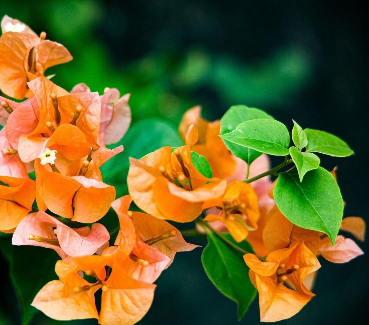 Bougainvillea “Orange King” Live Plant – Well rooted starter/plug plant 3″ pot