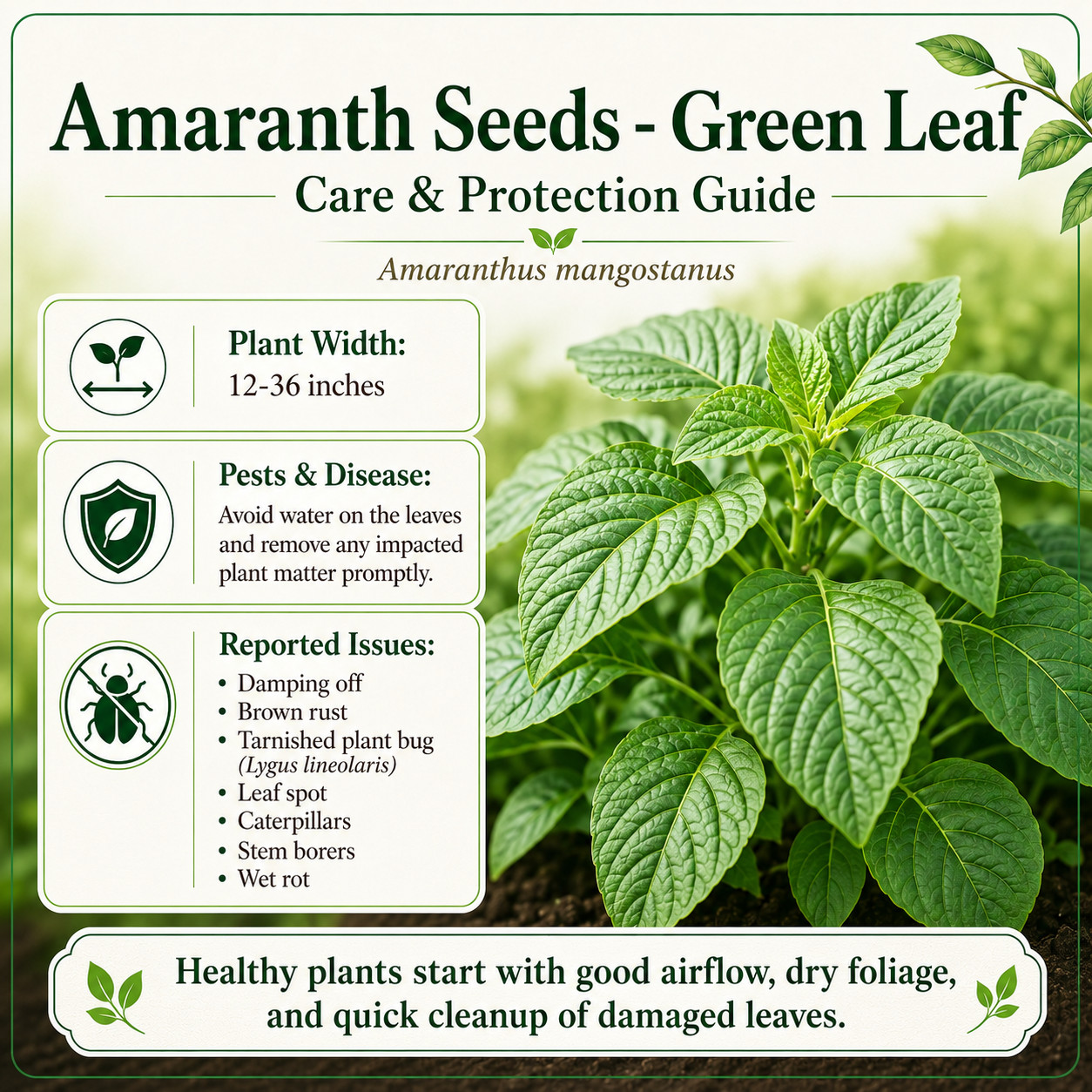 Green Amaranth Seeds,Spinach Seeds, (White Leaf) Rau Dền Xanh NON-GMO | Heirloom