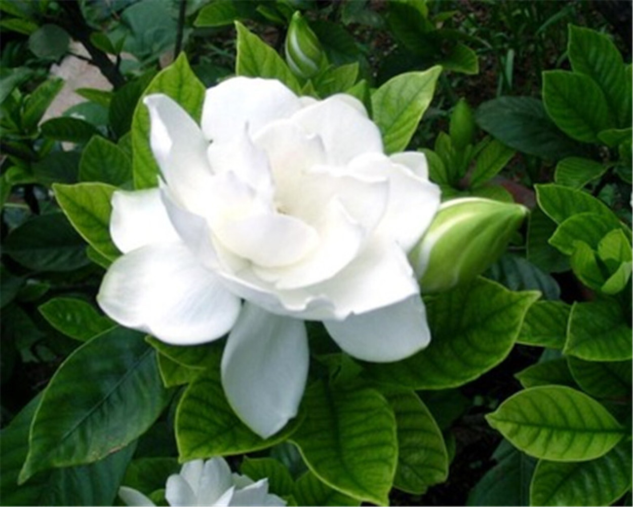 25pc GARDENIA SEEDS Garden Plant Flower rare exotic USA seller FREE shipping