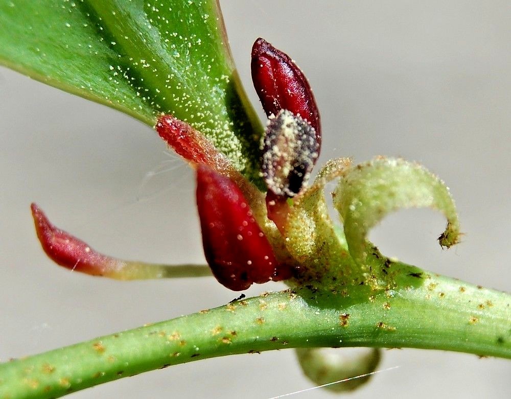 10 EVERGREEN WITCH HAZEL SEEDS – Distylium racemosum