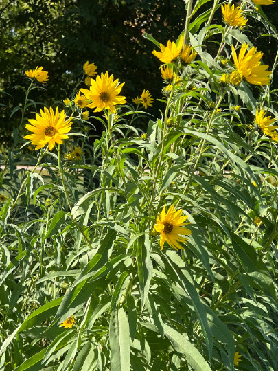 Perennial 50 Sunflower Maximilian Seeds zone 3-9