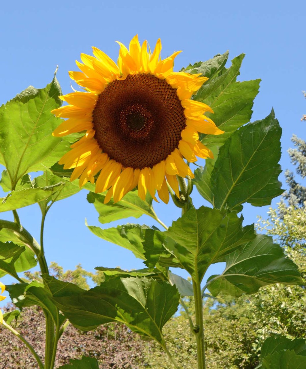 Mongolian Giant Sunflower Seeds. Free Shipping!