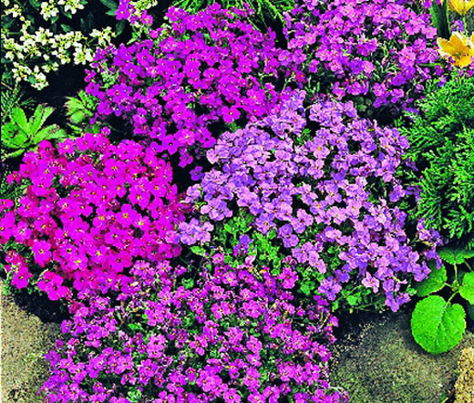 AUBRIETA ROCK CRESS ROYAL MIX Aubrieta Hybrida – 100 Seeds
