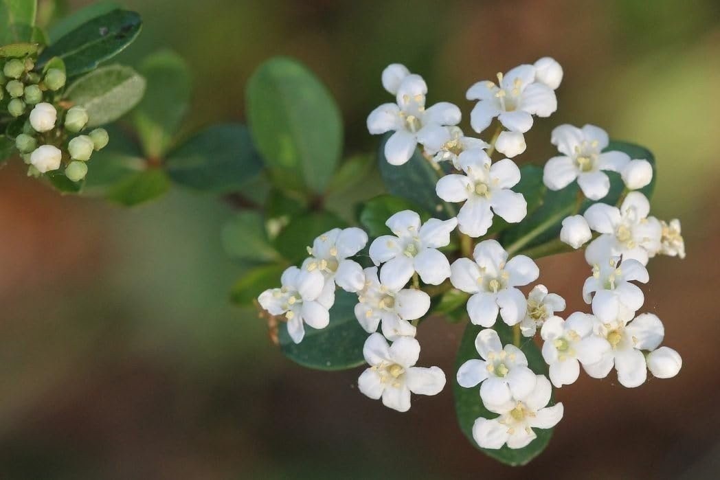 Viburnum Mrs. Schiller’s Delight | 1 Gallon | Viburnum obovatum | Flowering