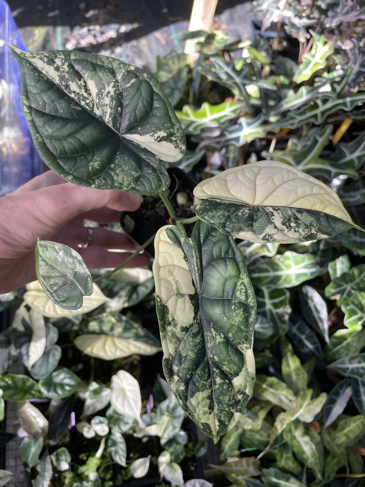 Alocasia Dragon Scale Albo Variegated 2.5″ pot, Fedex 2day*