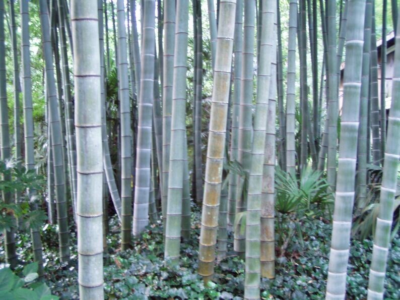 50 Rough Bamboo Seeds Privacy Plant Garden Clumping Shade Screen US SELLER