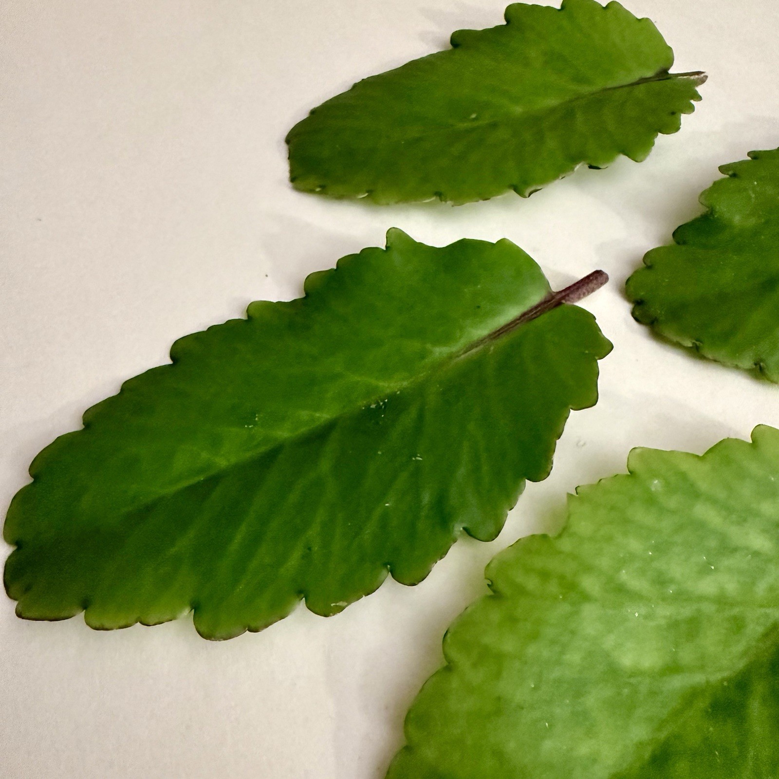 Leaf of Life – Fresh Kalanchoe Pinnata Leaves for Propagation (4 Leaves)