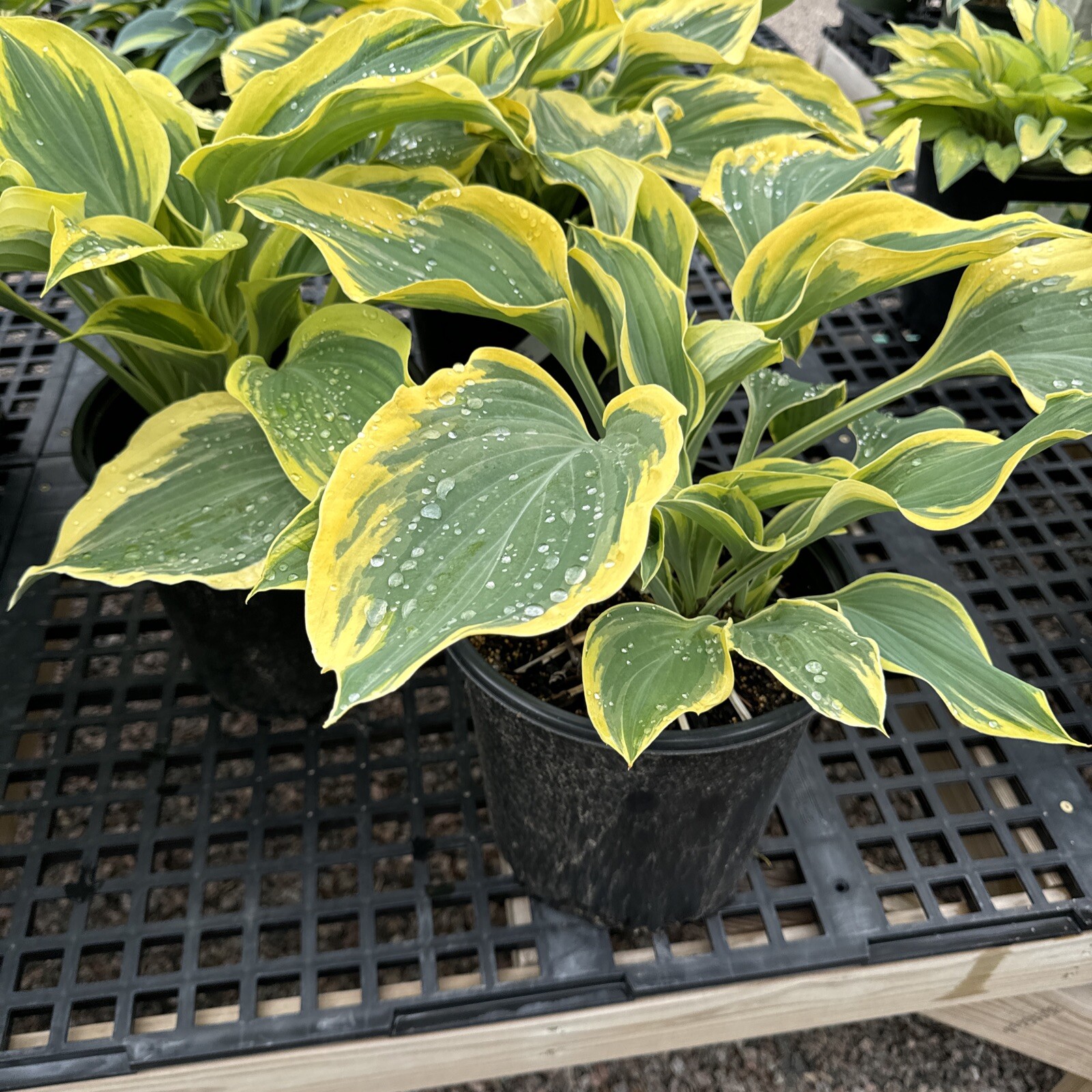 Liberty Hosta 2 Gal Potted Perennial Shade/Partial sun Large Established Plant