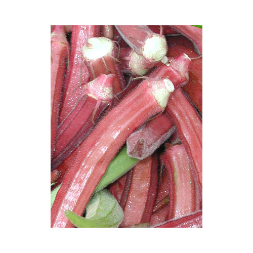 Okra RED Burgundy Great Heirloom Vegetable By Seed Kingdom 1 Lb Seeds