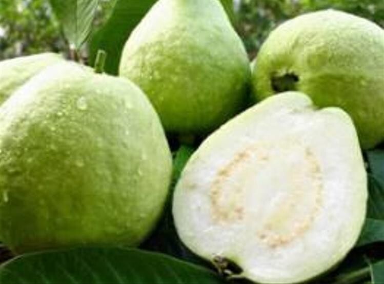 20 White Guava Taiwan pearl guava SEEDS
