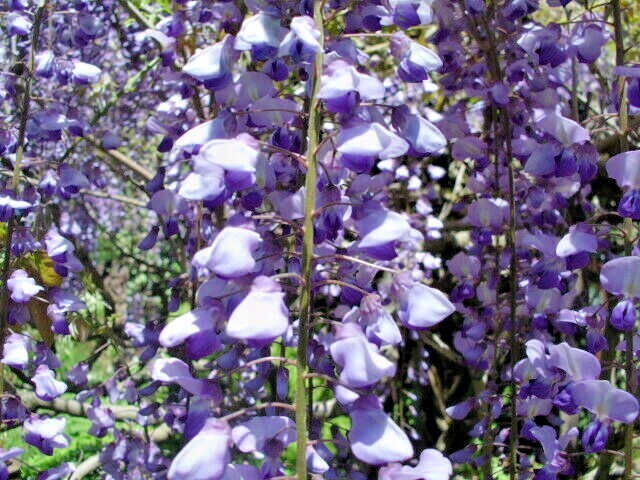 10 PURPLE CHINESE WISTERIA SEEDS – Wisteria sinensis