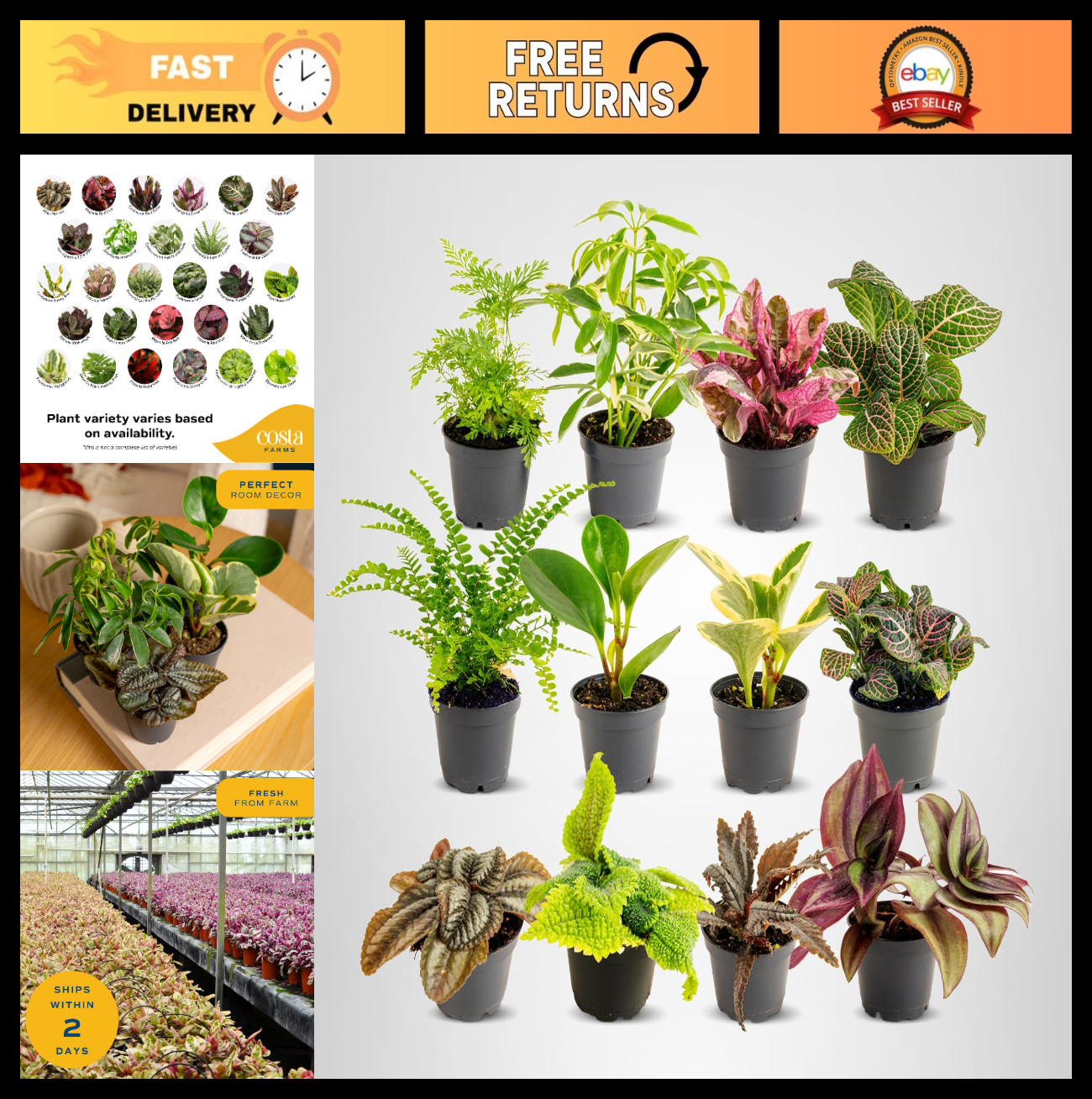 12-Pack Mini Live Indoor Houseplants – Assorted Foliage, Tiny Plants for DIY Ter