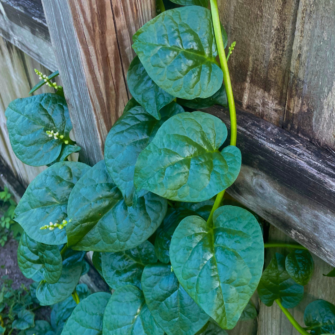 Fresh Green Malabar Spinach Seed | Mong Toi | Heirloom Non-GMO | Asian Vegetable