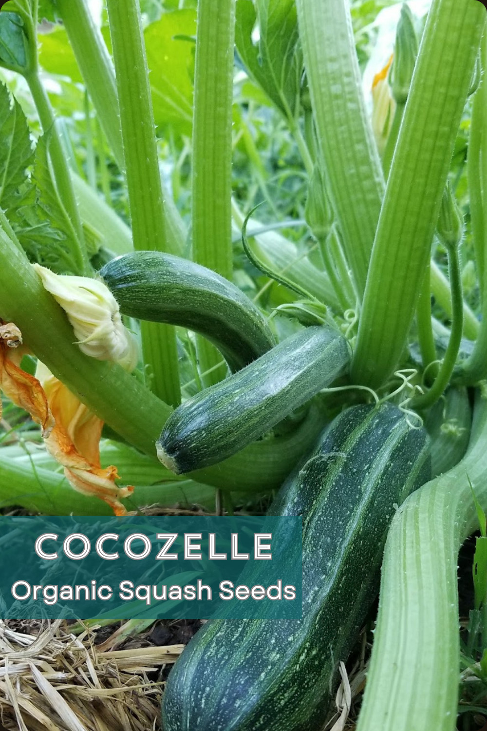 SUMMER SURVIVAL GARDEN ⭐ Homestead Collection ⭐ 18 Heirloom Herb & Veggie Seeds