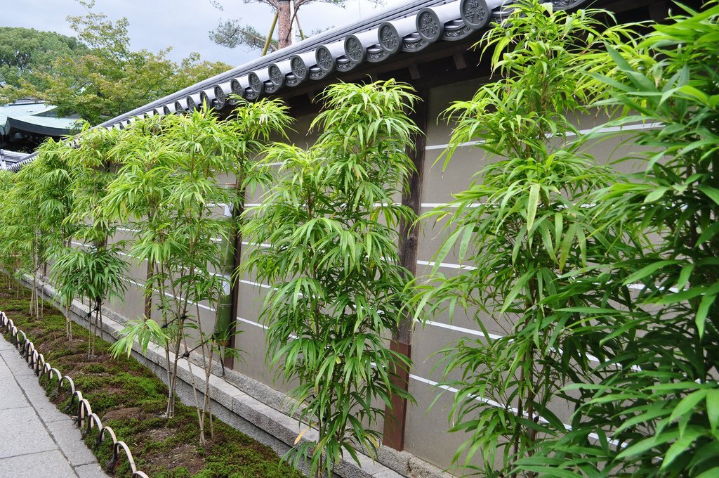 Lady Finger Clumping Bamboo /Bambusa -1 Value Priced Division / Rhizome / Plant