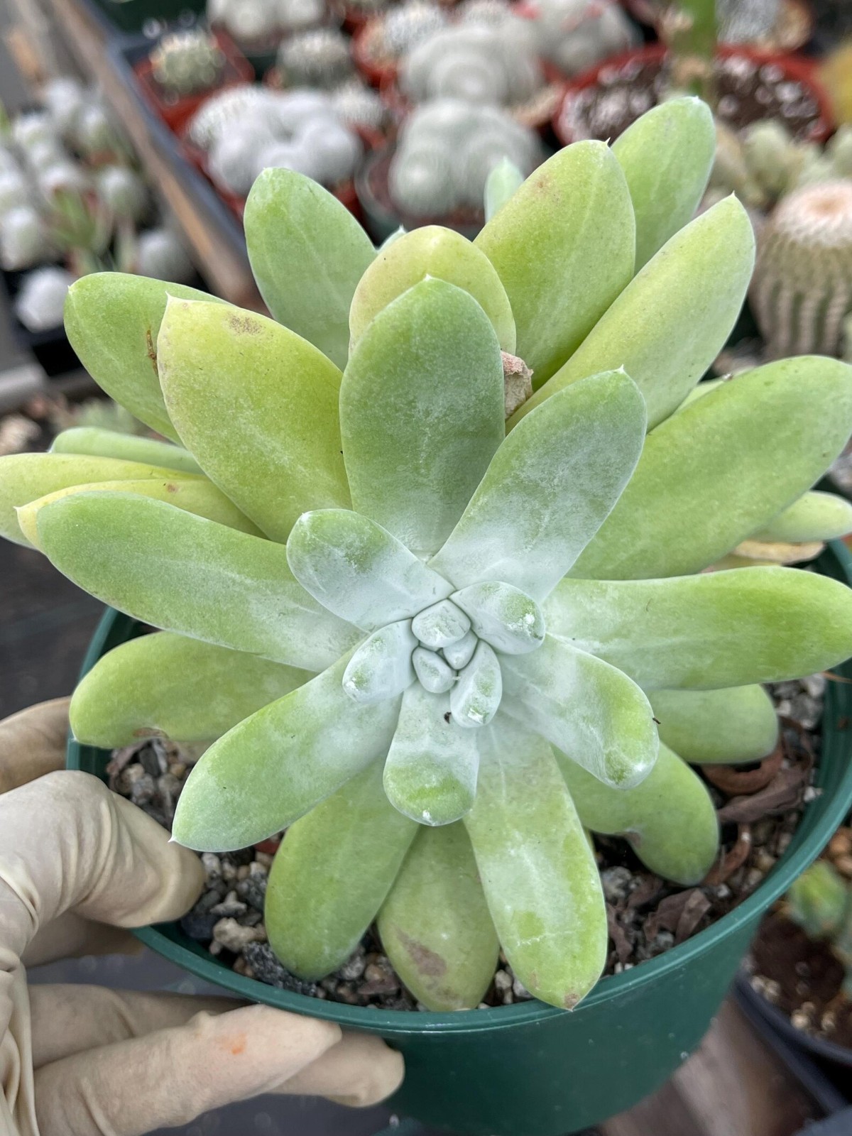 White Chalk Dudleya Pachyphytum Rare Succulent Live Plant Easy Care