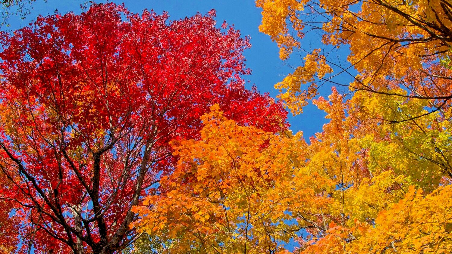 Northern Sugar Maple Tree | Premium Seeds | Acer saccharum ‘Fall’ | Plants’®
