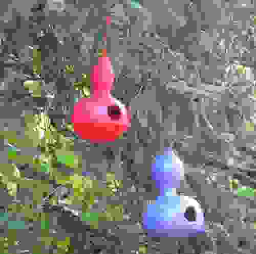 Birdhouse Bottle Gourd Seeds, Lagenaria siceraria