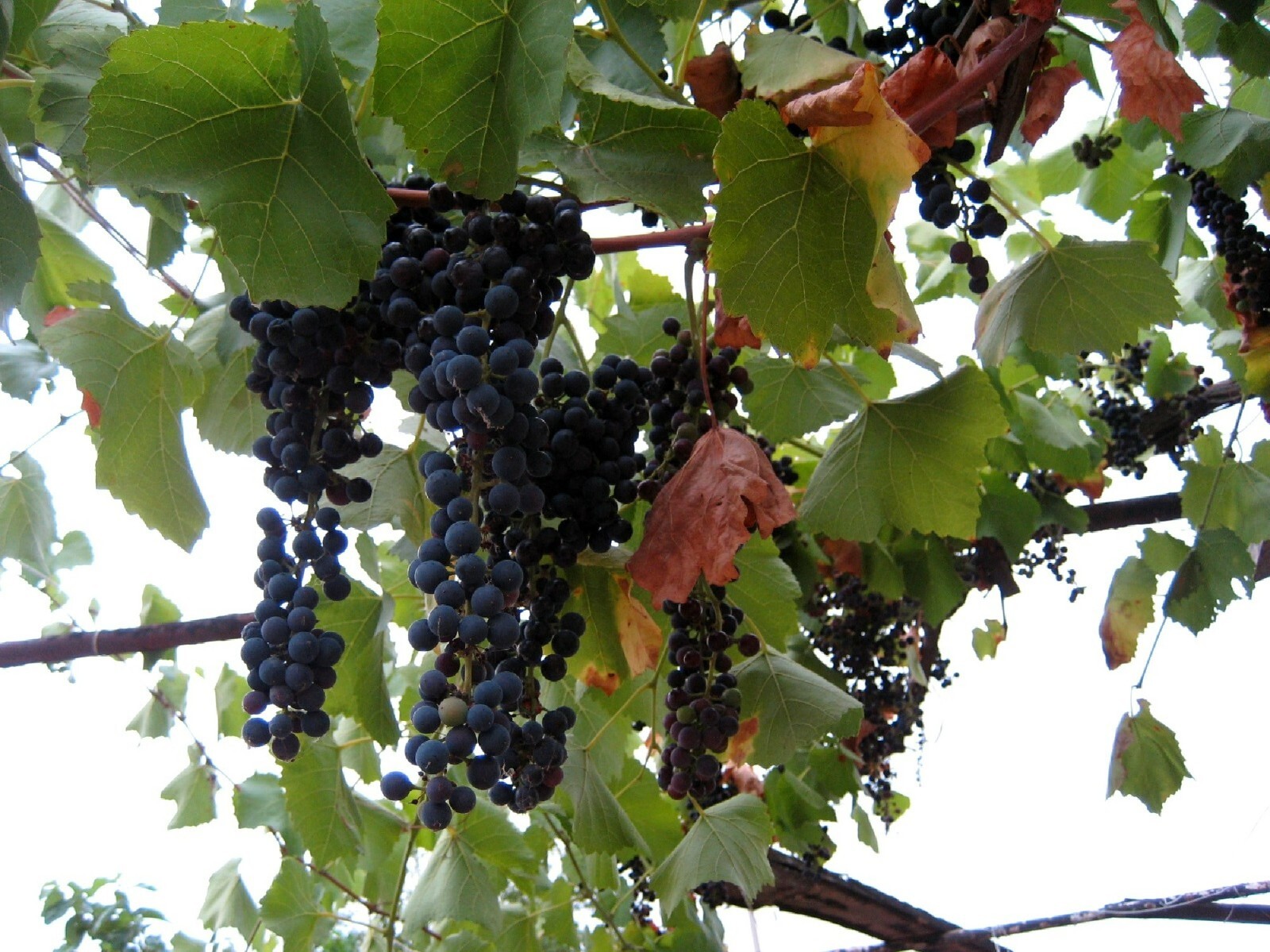 Organic Riverbank Grape {Vitis riparia} 10 seeds Free Shipping!