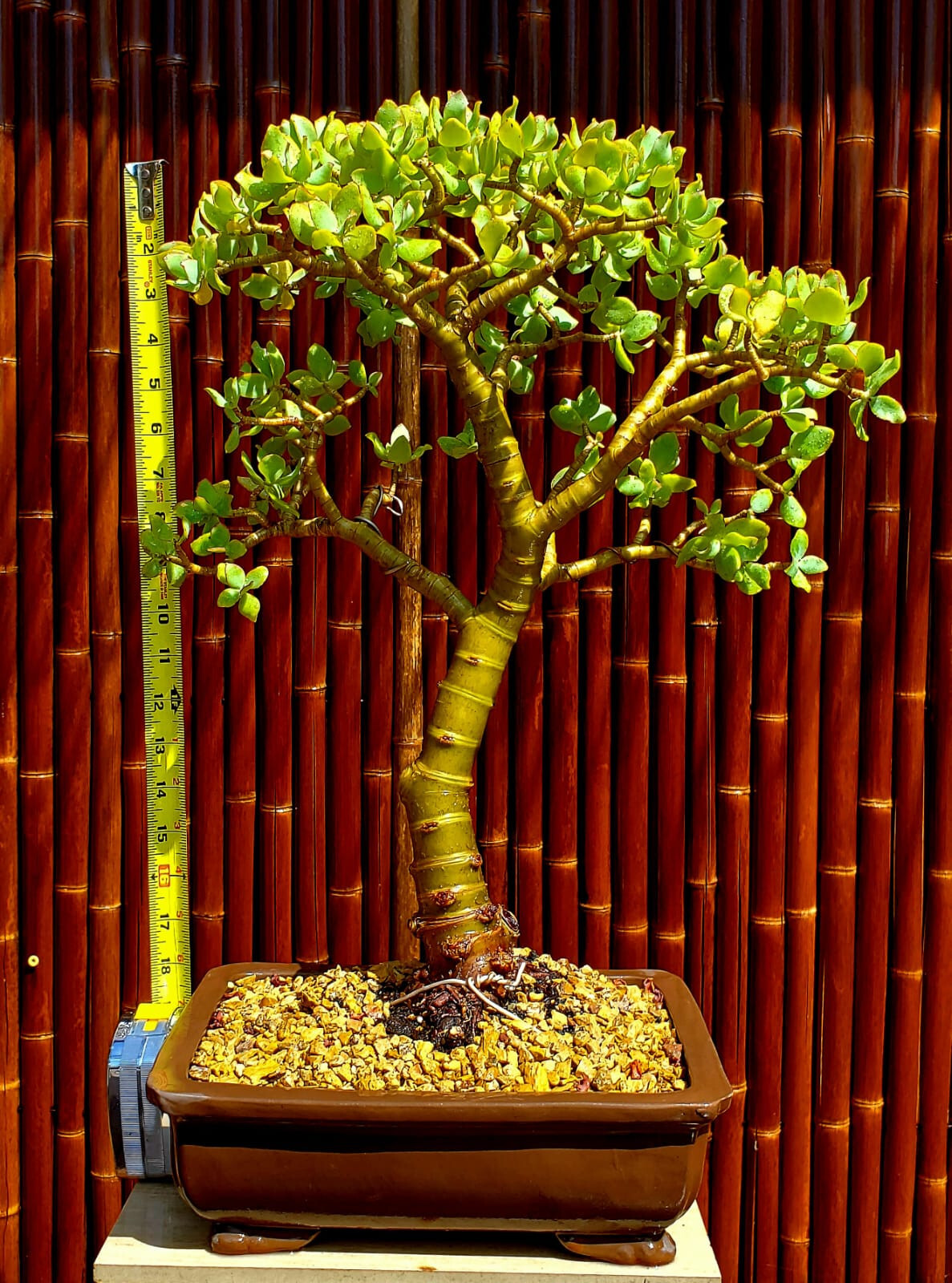 Japanese Jade Cactus Desert Bonsai Finished Single Trunk – Must-Have! 18″