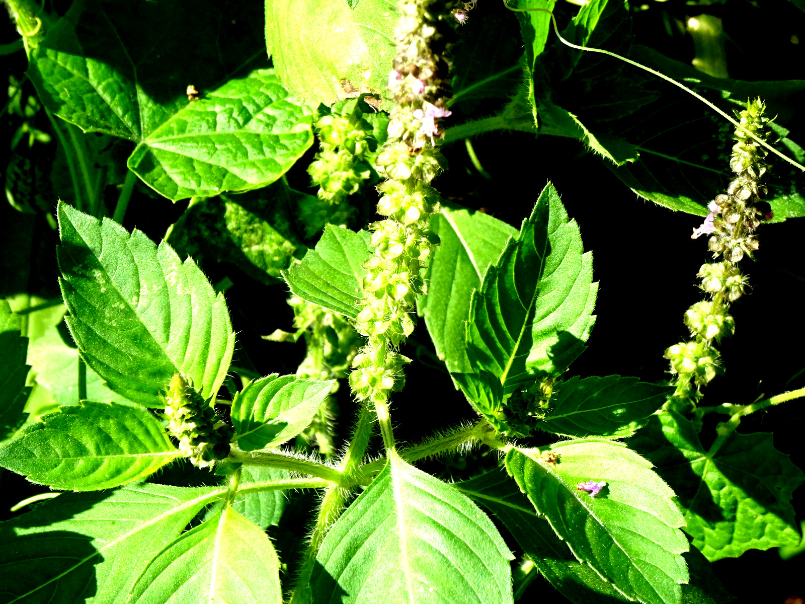 Kapoor Tulsi Holy Basil Ocimum sanctum 200seeds Edible Medicinal 2025 Organic