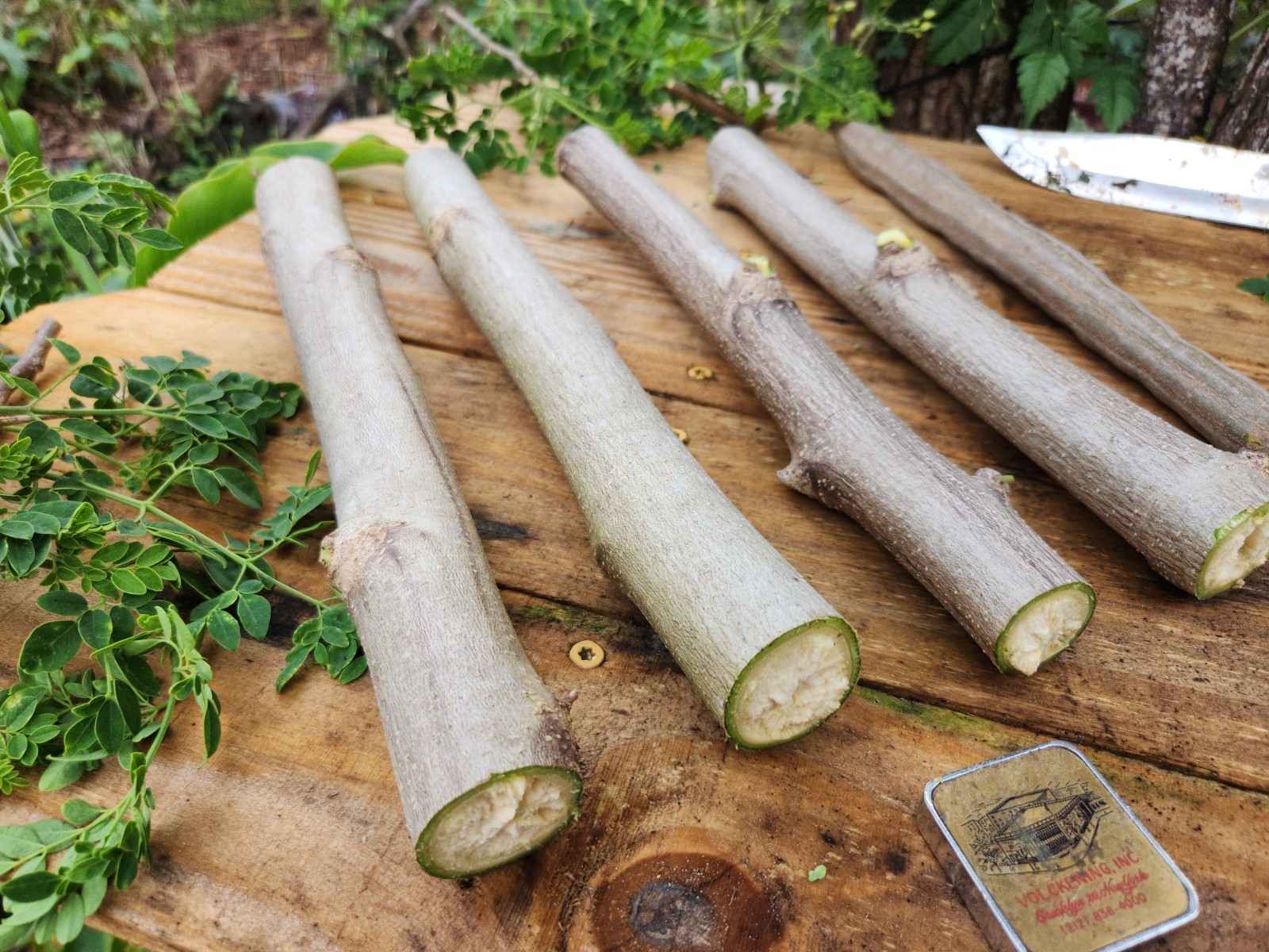 (4) THICK MORINGA Cuttings Oleifera Miracle Drumstick Tree