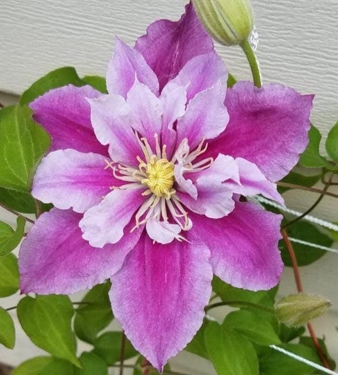 1 “Piilu” Clematis Starter Plant (Not Seeds) – US Seller