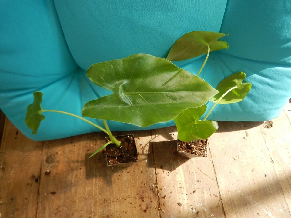 *BORNEO GIANT* Huge ELEPHANT EAR Taro Alocasia Macrorrhiza Rooted Starter Plants