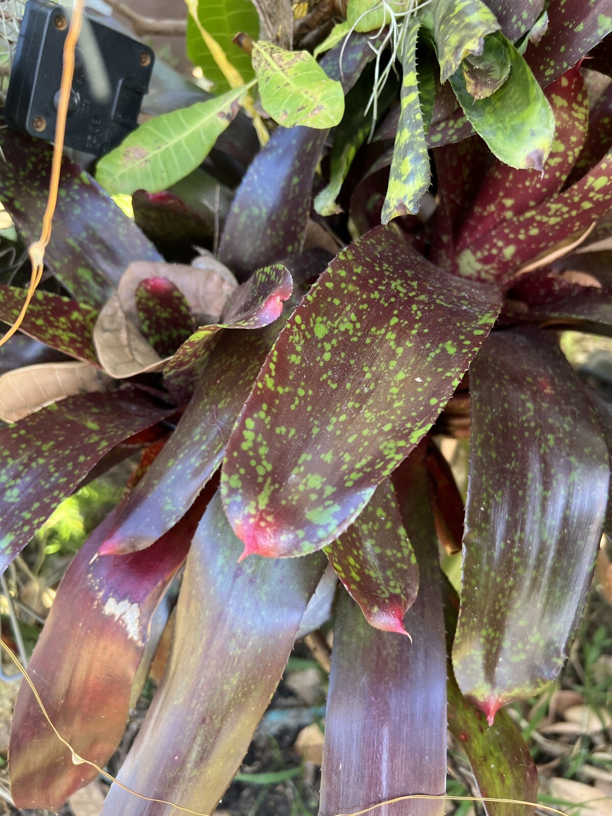 Exotic LANDSCAPE Pup Bromeliad purple green colorful -unbranded-