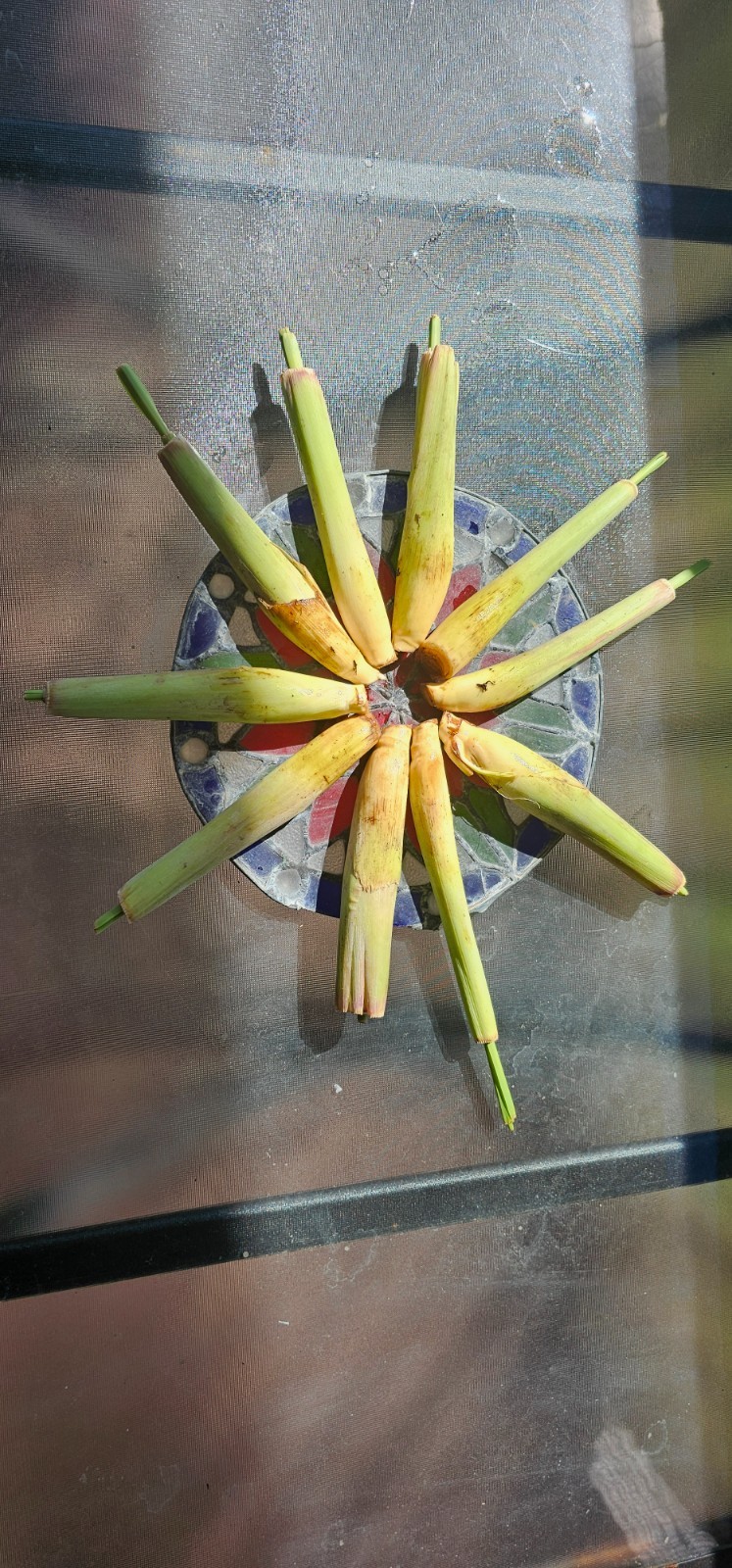 20 Live Lemongrass starters-plugs-stalks for Planting – Tea & Asian Herb