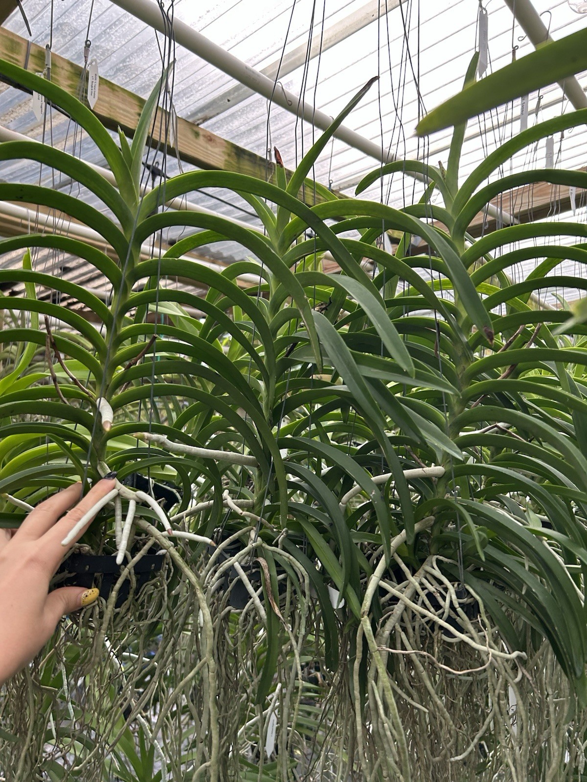 Vanda Xena Fragrant, BS orchid