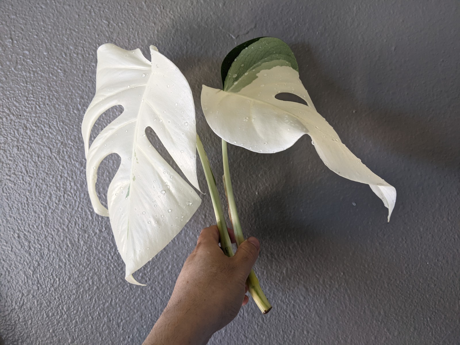 Monstera Albo Deliciosa Top Cutting, FULL MOON High Variegation, FREE Shipping