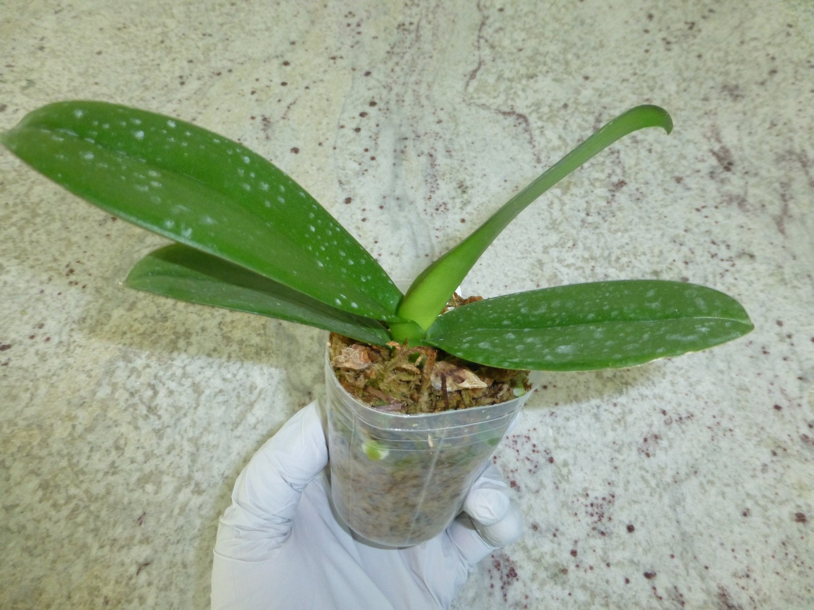 Phalaenopsis Orchid Phal. modern esquire In 2.5″ Pot