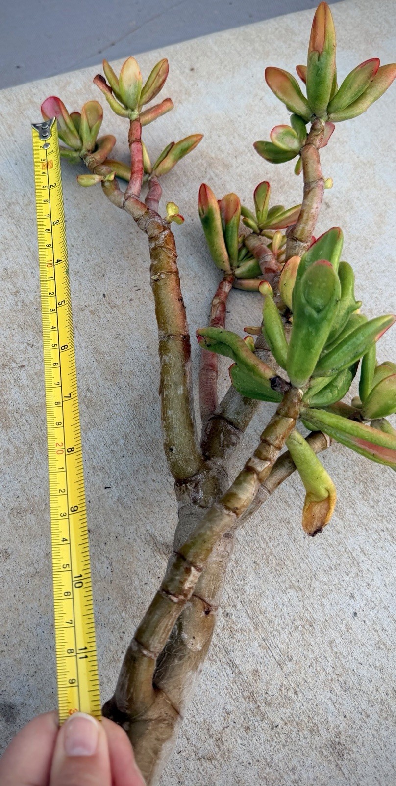 19” tall Crassula variegated ogre shrek Jade Plant Bare Root 1.25 thick stem red