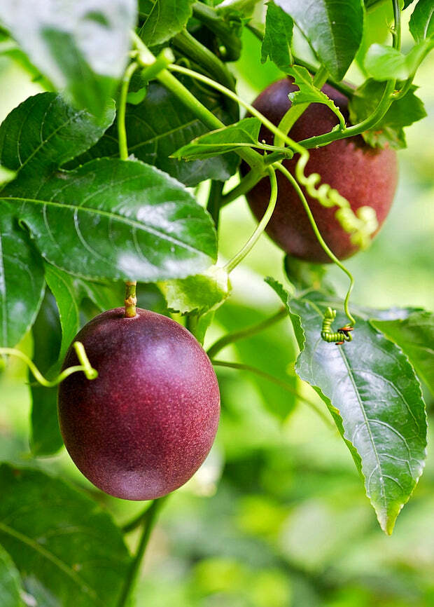 ~POSSUM PURPLE Passion Fruit~Live Starter Plant ~Passiflora edulis~ Self Fertile