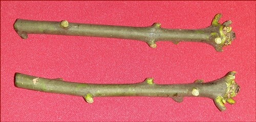2 Mango Cuttings Scions for Grafting – Create Grafted Trees (READ DESCRIPTION)