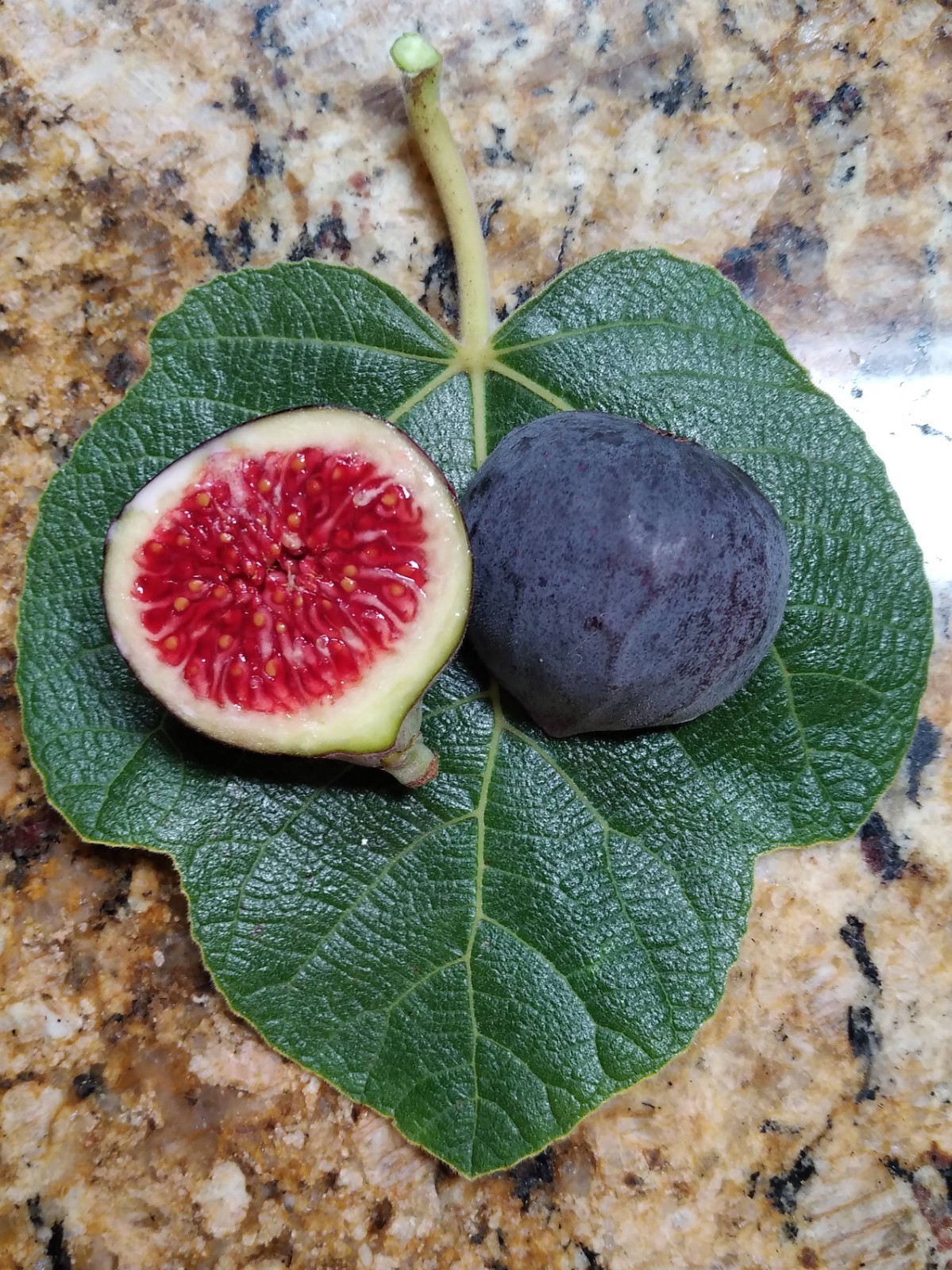 Fresh Fig Tree Cuttings – Select Variety – Many Top Tier Figs to Choose From