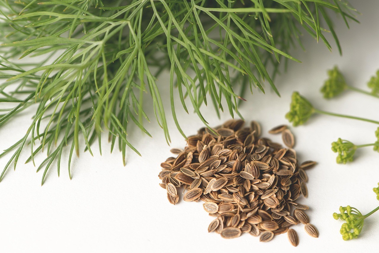 Organic Heirloom *BOUQUET* Dill Herb Seeds 🌿 Perfect for Pickles!