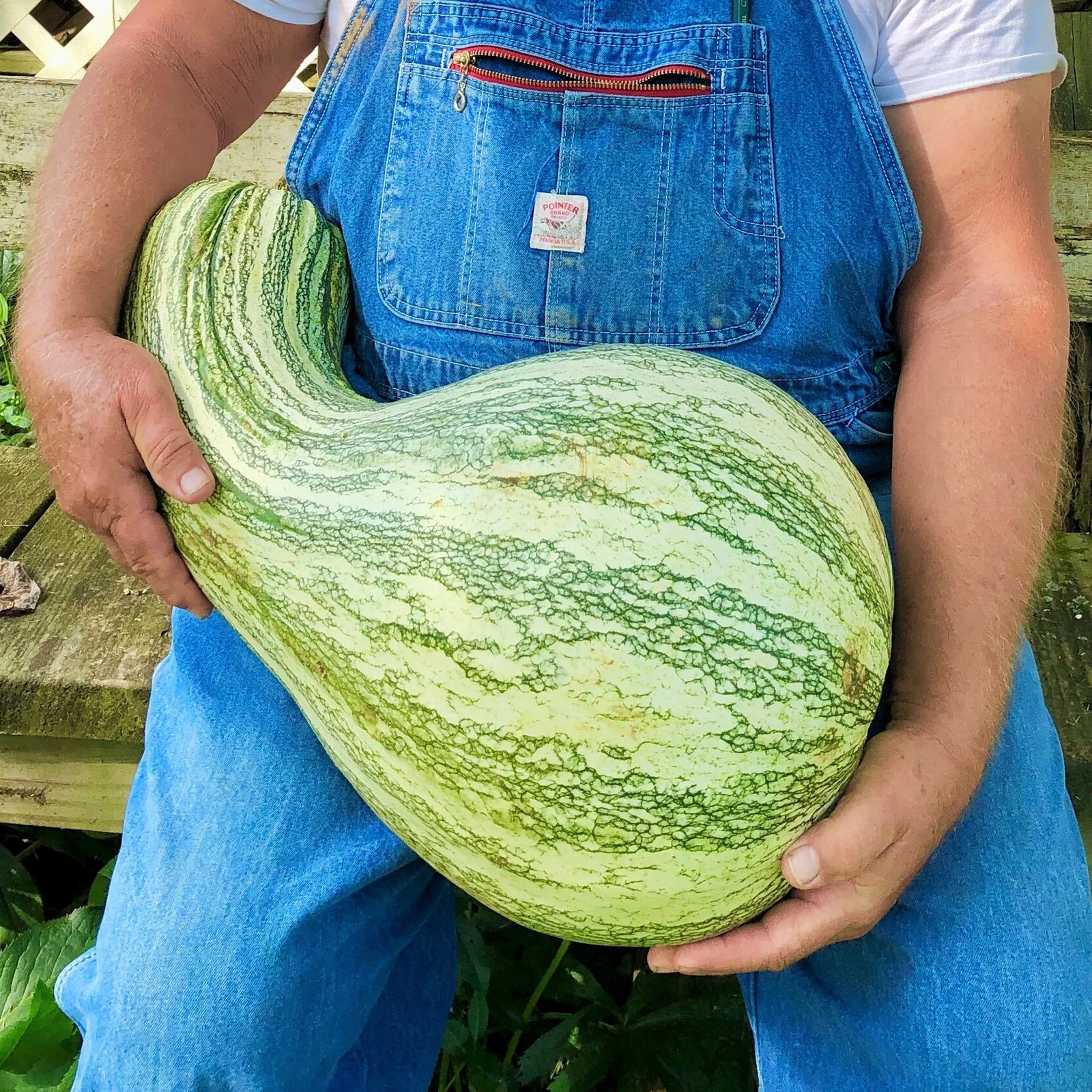 Green Striped Cushaw Seeds | Silver Pumpkin Winter Squash Vegetable Seed 2023