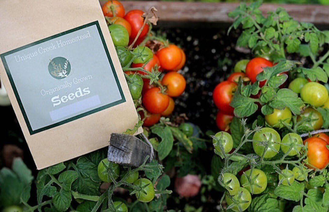 RED ROBIN Dwarf TOMATO Seeds Organically Grown Unique Creek Homestead Certified