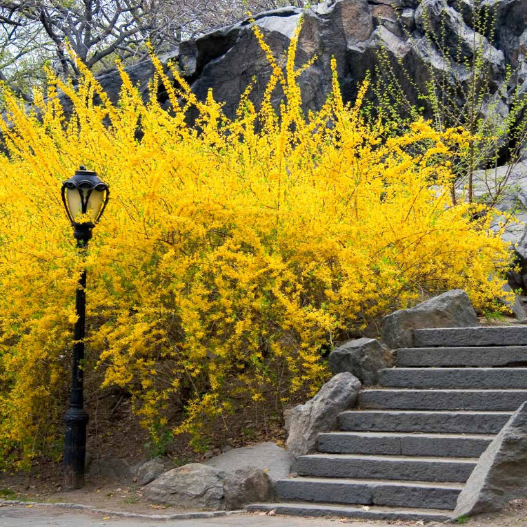 Set of 12 Forsythia Bush Cuttings – Unrooted 5-8″ Tall – Fast Growing Shrub