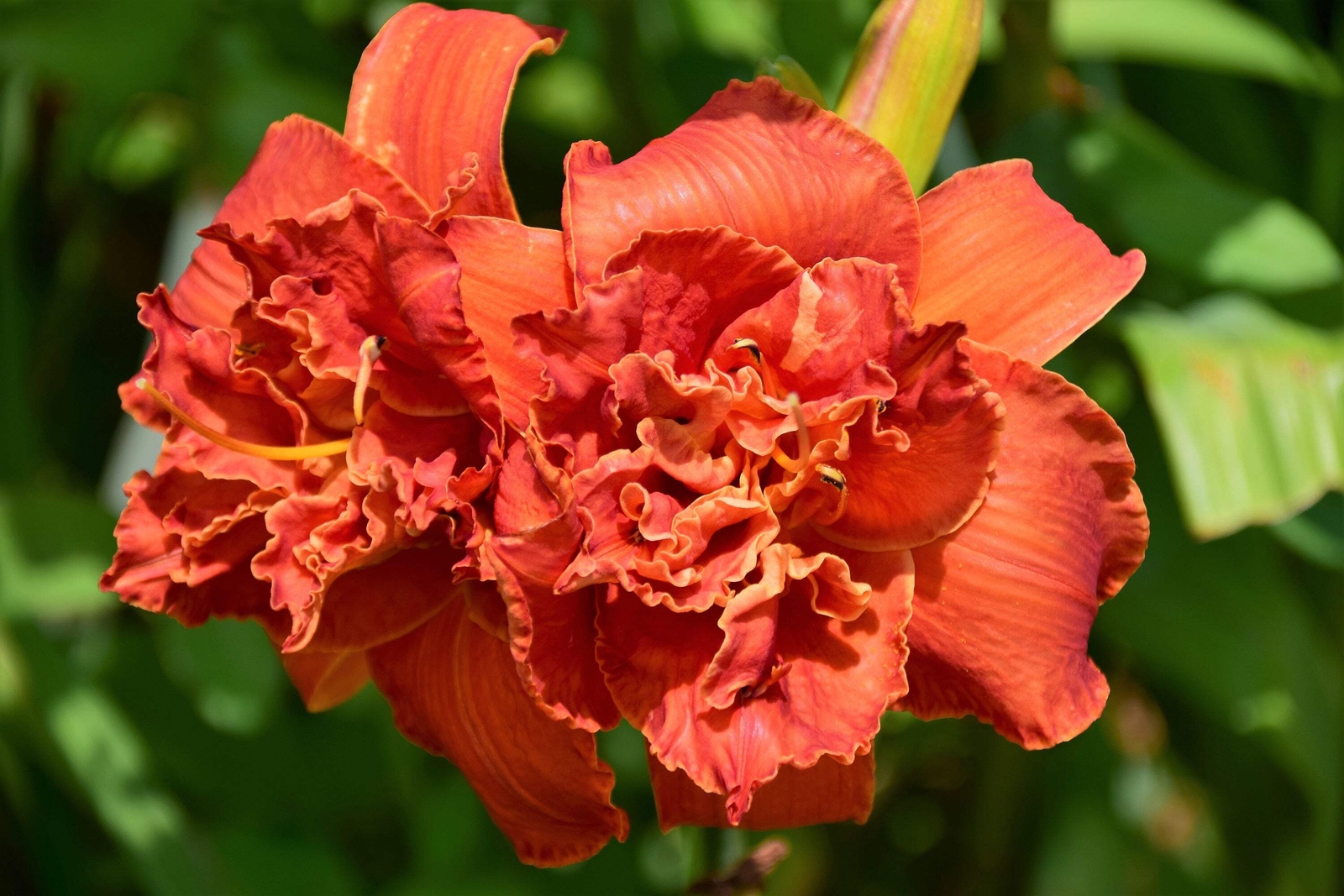 10 MIXED COLORS DAYLILY Hemerocallis Day Lily Fine Mix Red Purple Flower Seeds
