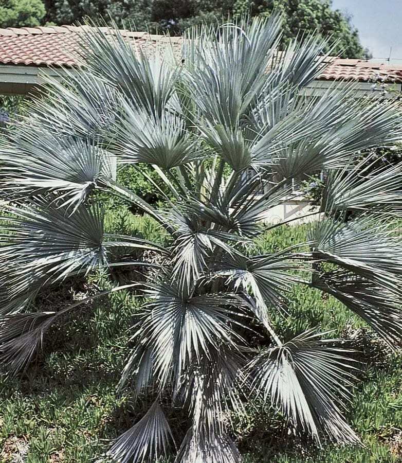 Mexican Blue Hesper Palm Tree Seeds ~ Brahea Armata ~ Mexican Blue Palm Tree ~