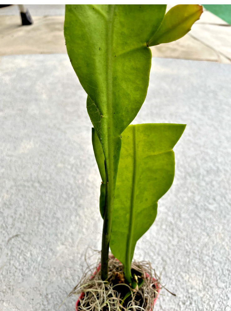 NIGHT BLOOMING CEREUS EPIPHYLLUM OXYPETALUM CACTUS ORCHIDRooted plant in 4″ Pot