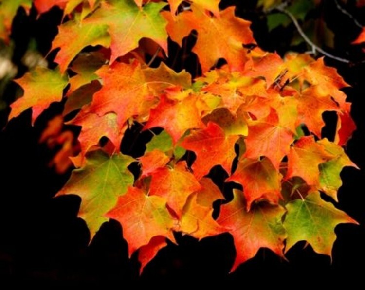 Acers Saccharums Maple Sugar Trees Multiple Exposures In Various Soils Quart Pot