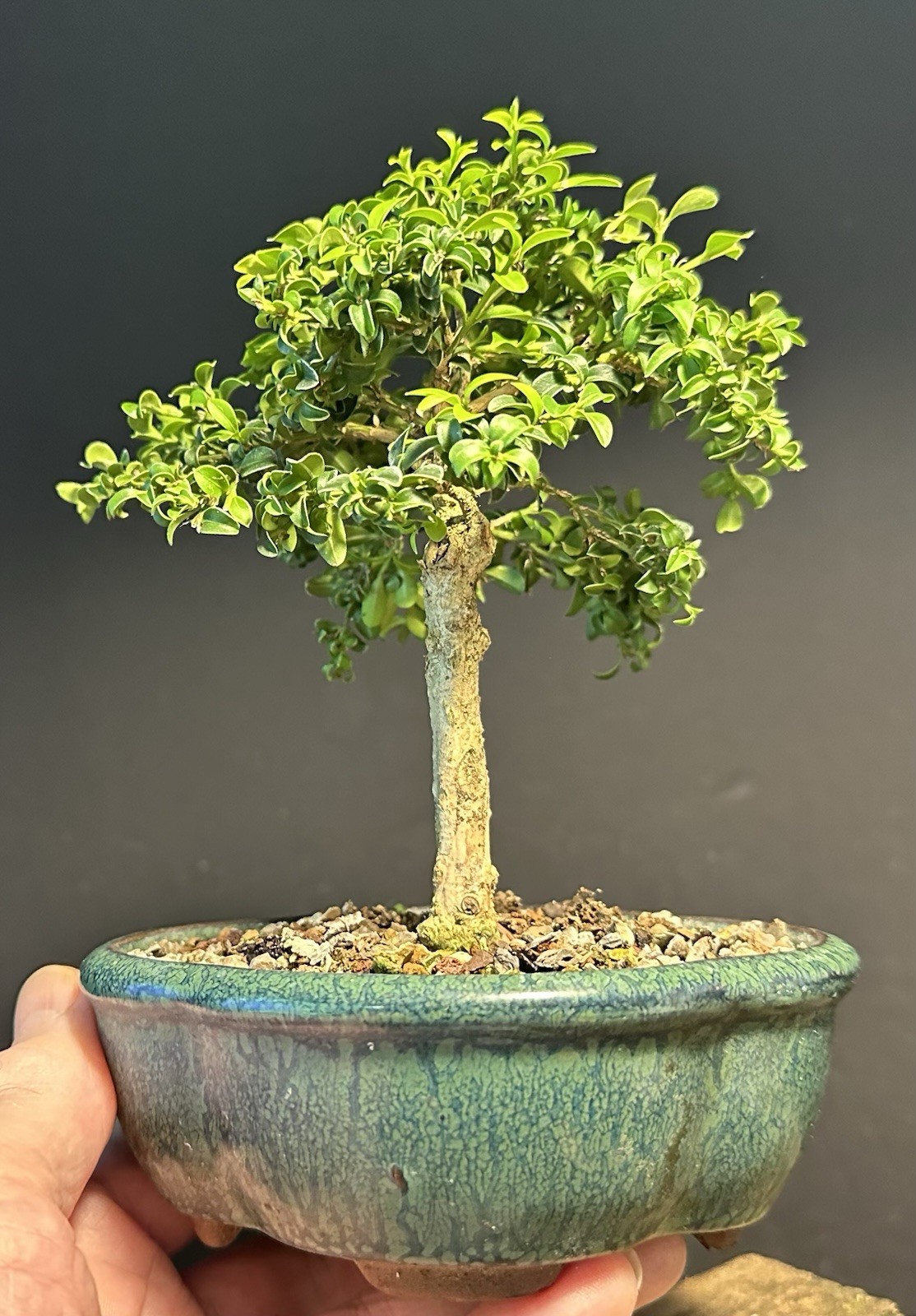 Bonsai Tree Mame Size Kingsville Boxwood 11 Years Old 8” Tall Chinese Pot