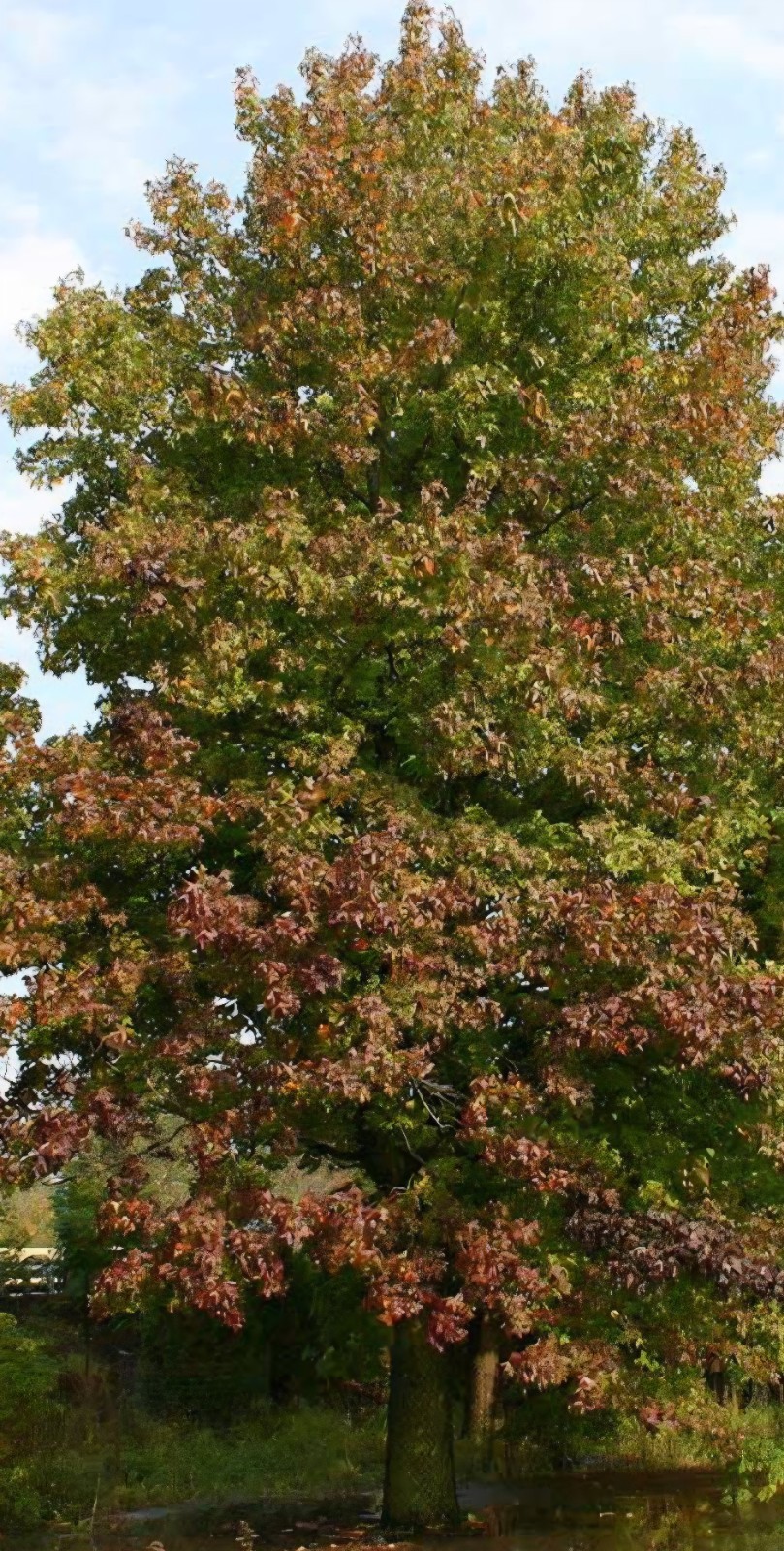 Sweetgum (Liquidambar) seedling plants fully rooted (Plant Only) Sizes Vary