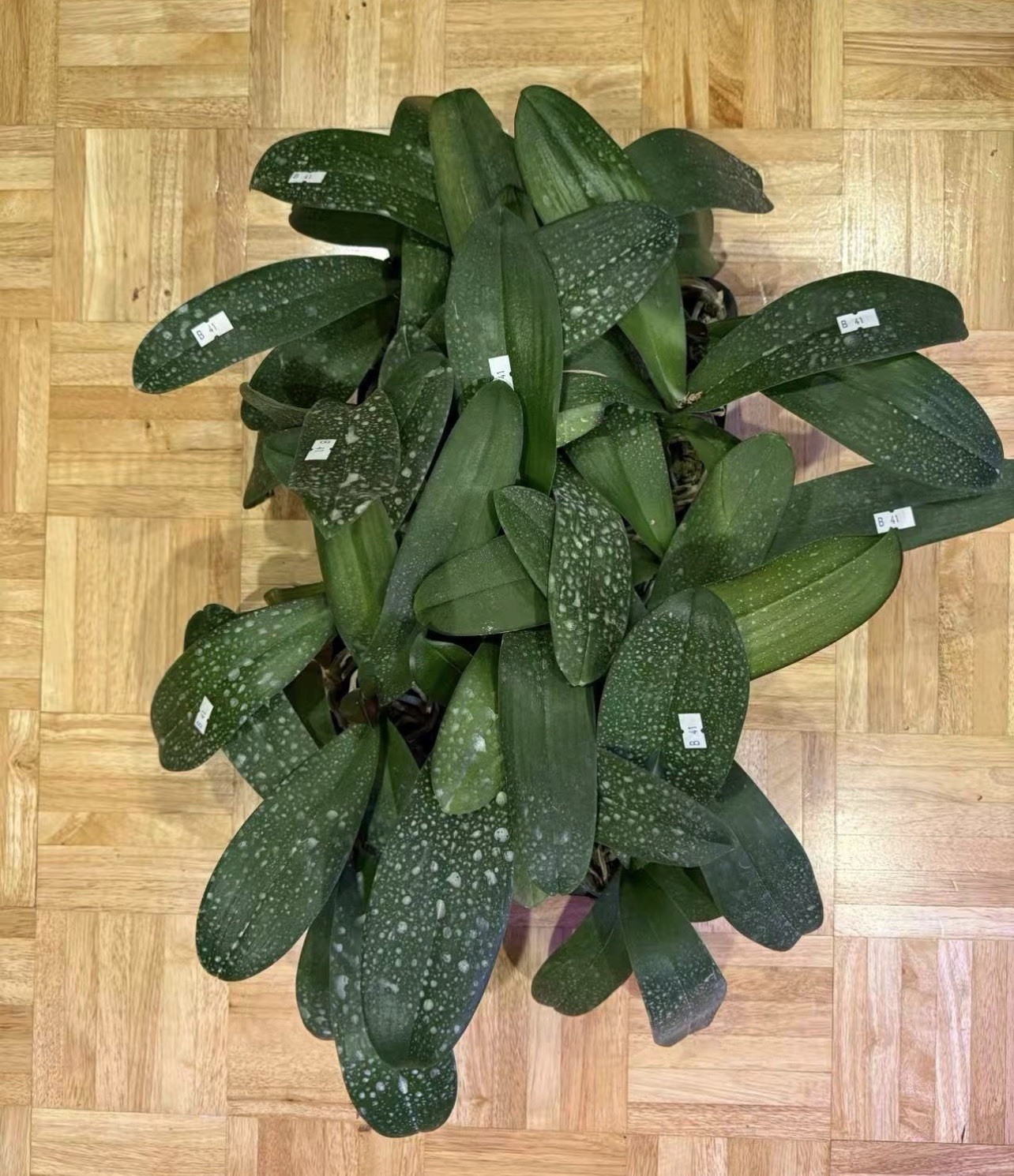 Phal. Miki Comet ‘3205’ , big flowers with splash pattern