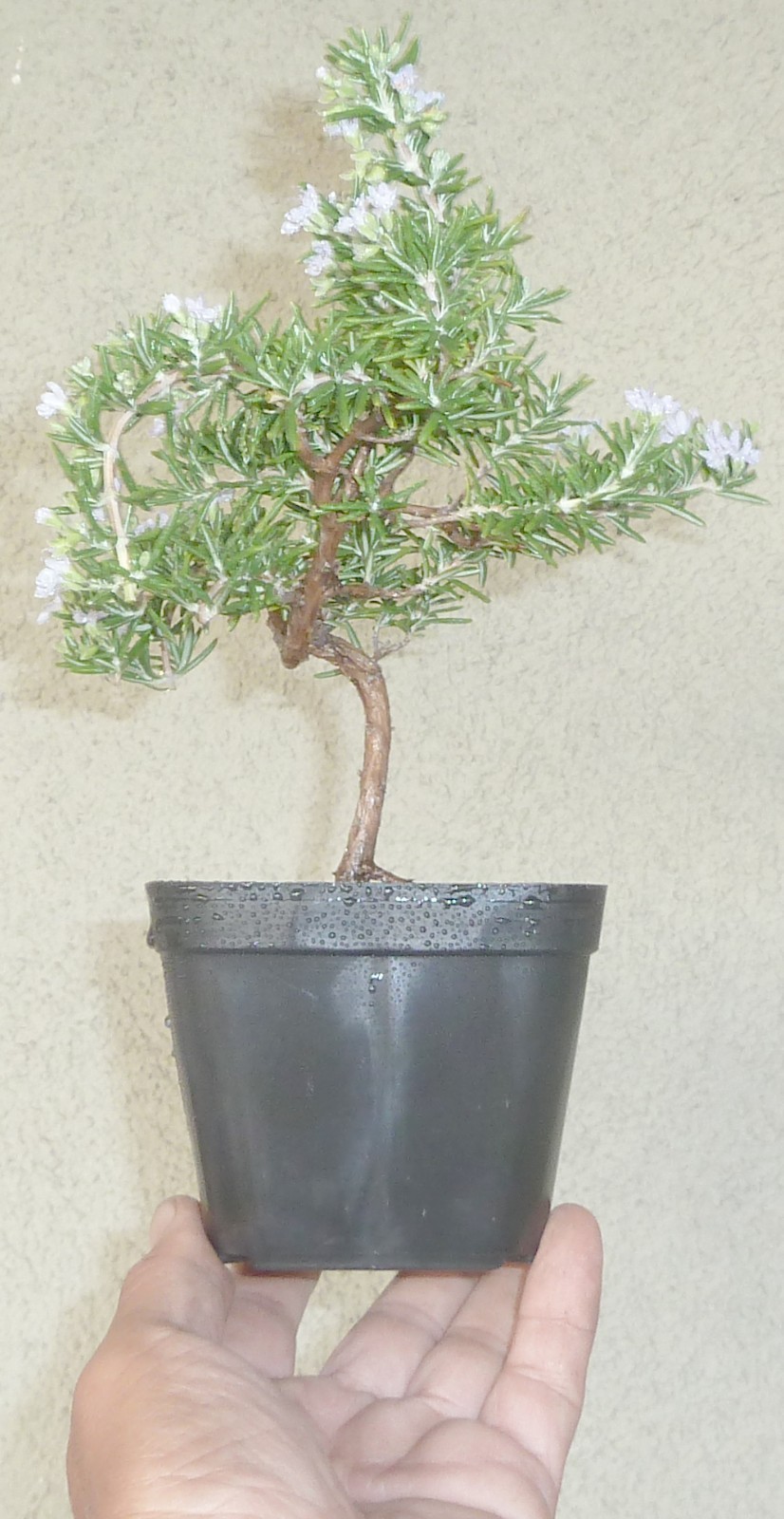 Rosemary Rosmarinus Pre Bonsai Dwarf Shohin Nice Movement Trunk Flowers Fragrant