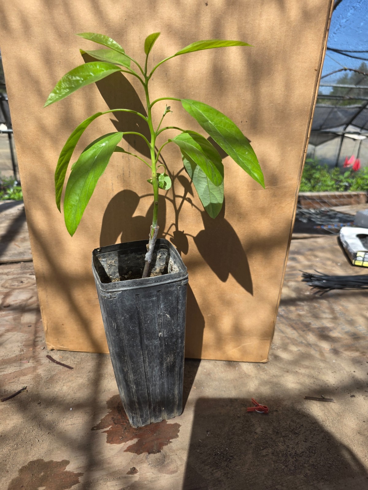 Avocado (Hass) Grafted Plants on Strong Zutano rootstock